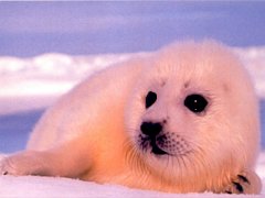 Animals - Baby Animal Seal Wallpapers - 0.2 Wallpaper 1600x1200